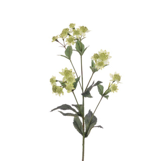 ECO Astrantia Spray Green 77cm