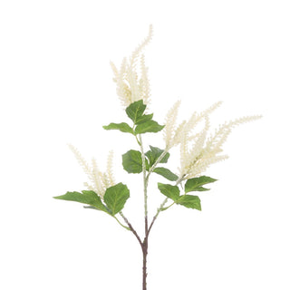 Astilbe Spray Cream