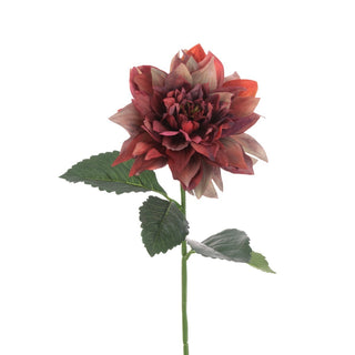 ECO Juliet Dahlia Burgundy