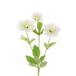 Hellebore Spray White/Green