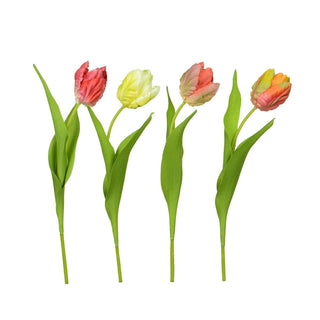 Mini Parrot Tulip Assorted 30cm