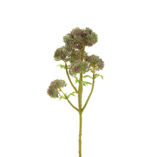 Angelica Stem Green/Pink