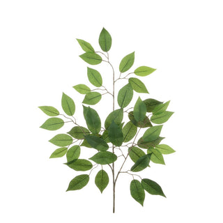 Ficus Spray Green
