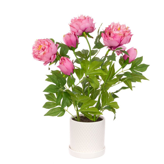 Pink Peony in Pot