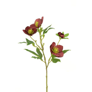 Burgandy Hellebore Spray 45cm