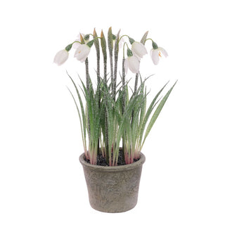 Frosted Snowdrops In Pot 27cm