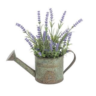 Dutch Lavender in Watering Can