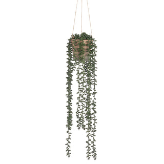 Hanging Senecio In Pot 56cm