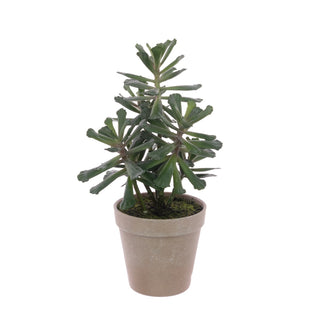 Succulent In Pot 28cm