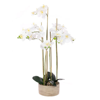 Tall Orchids in Rustic Pot