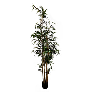 Bamboo Potted 195cm