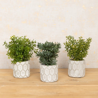 Potted Plant Assortment 20cm