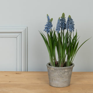 Grape Hyacinth In Pot Assorted