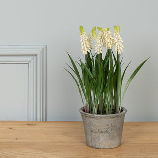 Grape Hyacinth In Pot Assorted