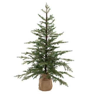 Fresh Pine Tree In Burlap 155cm