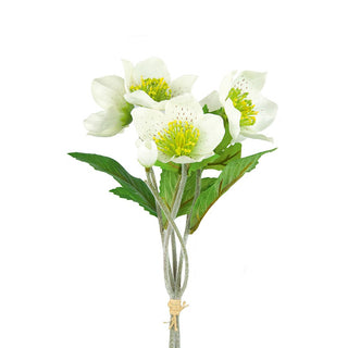 Cream Hellebore Bundle 30cm