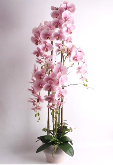 Blush Orchid in Ceramic Pot  1.2m