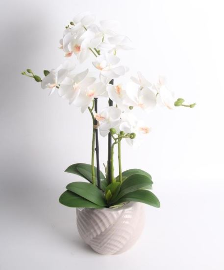 White Orchid in Ceramic Pot 53cm