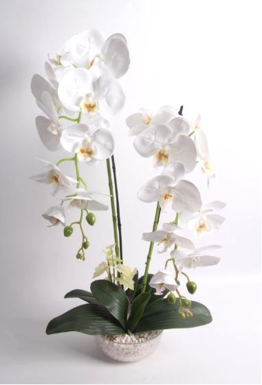 White Orchid in Glass Pot 70cm