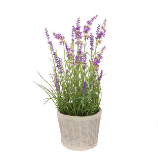 Lavender Plant in Ceramic Pot