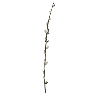 Pussy Willow 100cm