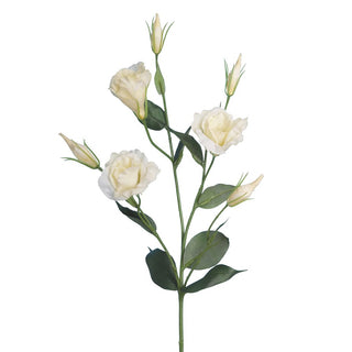 Lisianthus Spray Cream