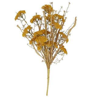 Yellow Wild Achillea Bunch