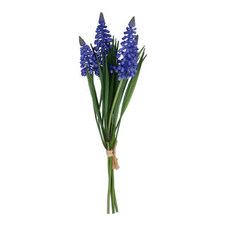 Blue Muscari Bunch