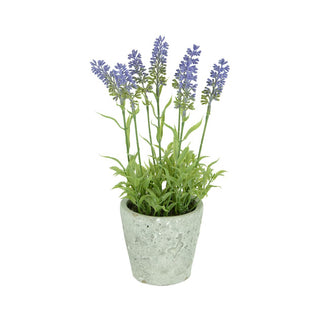 Hybrid Lavender Stone Pot