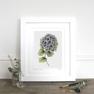 Hydrangea Fine Art Print