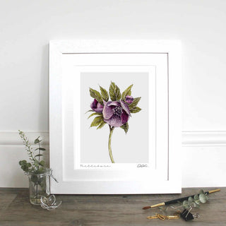 Hellebore 10×12? Mounted Fine Art Print