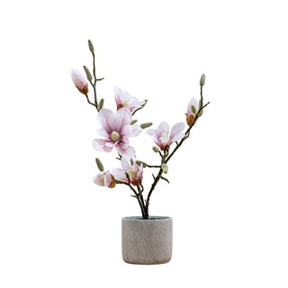 Potted Magnolia Light Pink